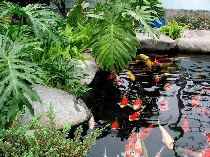 假山錦鯉魚池